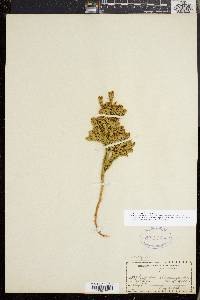 Dendrolycopodium dendroideum image