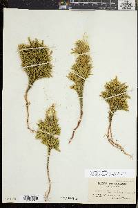 Dendrolycopodium dendroideum image