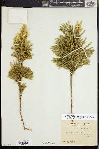 Dendrolycopodium dendroideum image