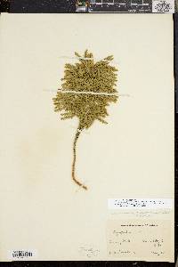 Dendrolycopodium dendroideum image