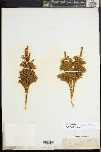 Dendrolycopodium dendroideum image