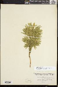 Dendrolycopodium dendroideum image