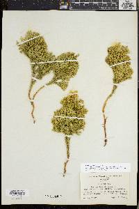 Dendrolycopodium dendroideum image