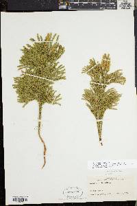 Dendrolycopodium dendroideum image