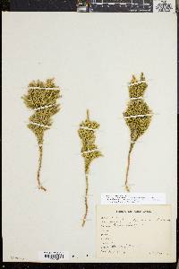 Dendrolycopodium dendroideum image