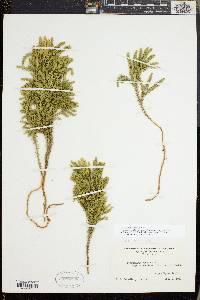 Dendrolycopodium dendroideum image