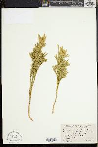 Dendrolycopodium dendroideum image