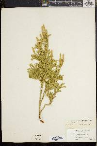 Dendrolycopodium dendroideum image