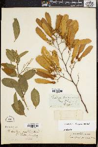 Securidaca inappendiculata image
