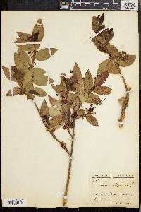 Vaccinium padifolium image
