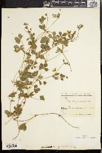 Potentilla procumbens image