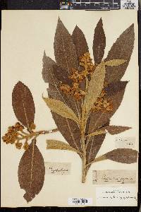 Eriobotrya japonica image