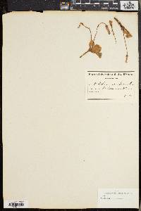 Oxalis capillacea image