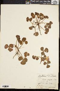 Oxalis purpurea image