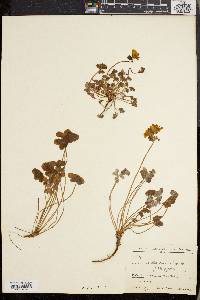 Oxalis pes-caprae image