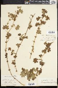 Alchemilla elongata image