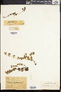 Alchemilla capensis image