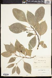 Cinnamomum camphora image