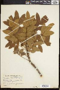 Ekebergia capensis image