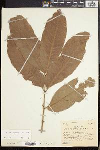 Leplaea cedrata image