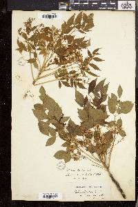Melia azedarach image