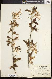 Turraea heterophylla image