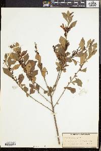 Turraea obtusifolia image