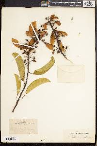 Acridocarpus zanzibaricus image