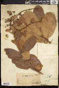 Acridocarpus natalitius image
