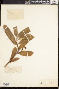 Acridocarpus natalitius image