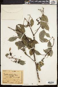 Zanthoxylum asiaticum image