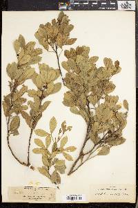 Zanthoxylum asiaticum image