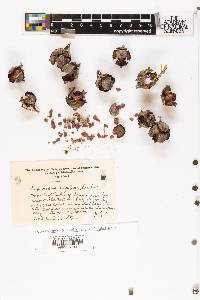 Cupressus arizonica image