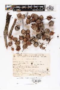Cupressus macnabiana image