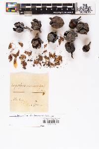 Cupressus macrocarpa image