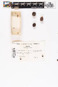 Cupressus macrocarpa image