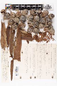 Cupressus nevadensis image
