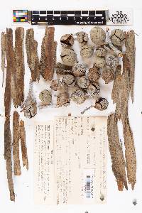 Cupressus nevadensis image