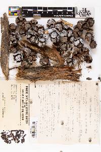 Cupressus pygmaea image