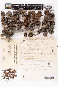 Cupressus pygmaea image