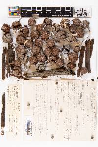 Cupressus sargentii image