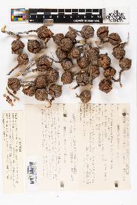 Cupressus sargentii image