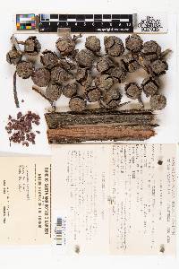 Cupressus sargentii image