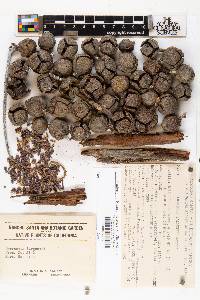 Cupressus sargentii image