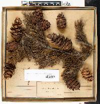 Pseudotsuga menziesii var. menziesii image