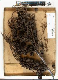 Cupressus macrocarpa image