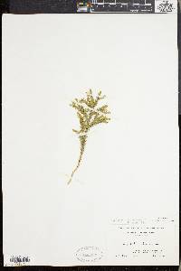 Dendrolycopodium obscurum image