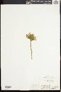 Dendrolycopodium obscurum image