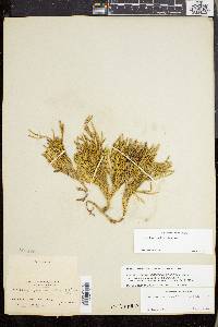 Lycopodium sabinifolium image