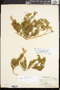 Lycopodium sabinifolium image